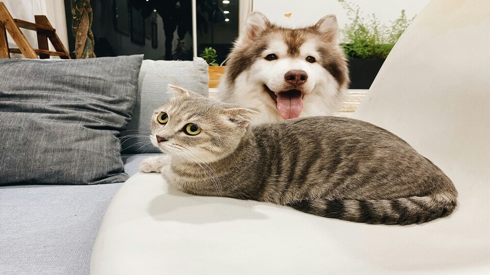 2026年新加坡宠物保险指南Guide to Pet Insurance in Singapore